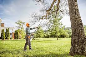 Best Tree Removal  in Salmon Creek, WA