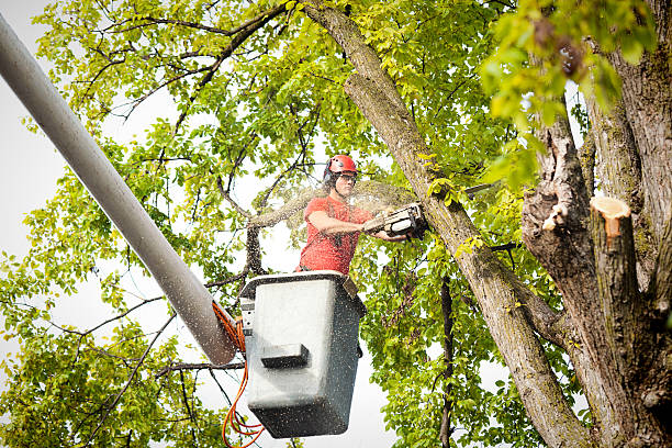 Best Root Management and Removal  in Salmon Creek, WA