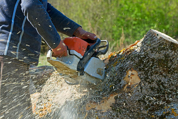 Best Aeration Services  in Salmon Creek, WA