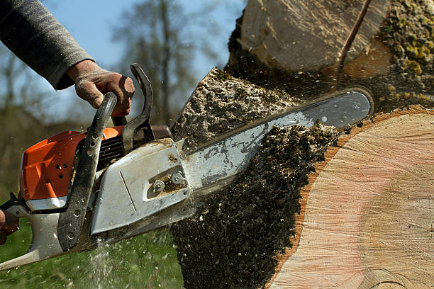 Lawn Renovation and Restoration in Salmon Creek, WA